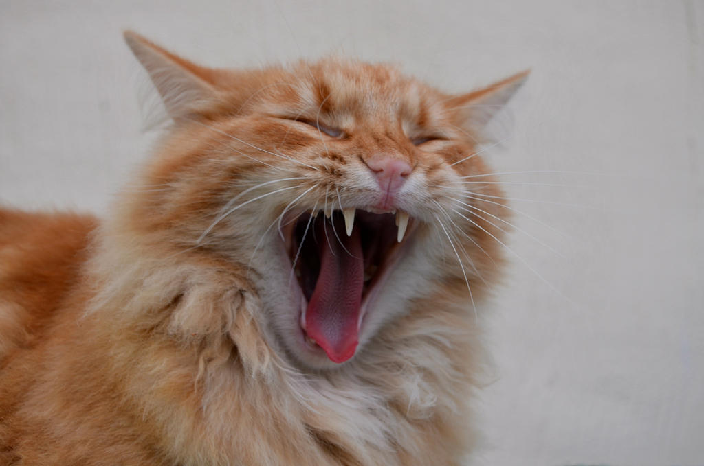 Cat Rrrrrr Rarrr by YukiAngel93 on DeviantArt