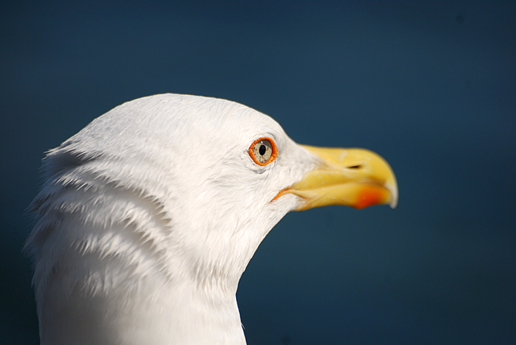 seagull