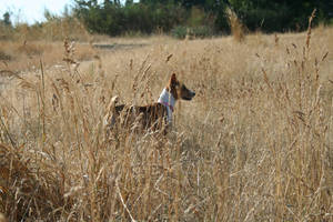 Basenji II