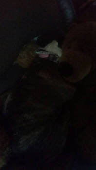 Teddy Bear Snuggle