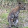 kangaroo and the baby