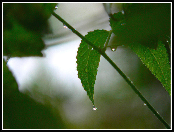 Leaf drops