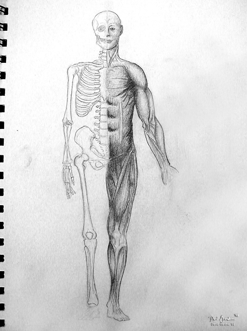 skeleton and muscle sketch