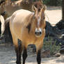 przewalski's horse