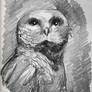 Owl Study after Piotr Jablonski
