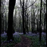 Bluebells