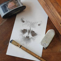 drawing for my Raccoon lightbox