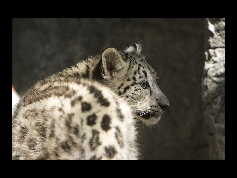 Baby Snow Leopard