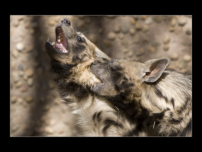 Fighting Hyenas 1