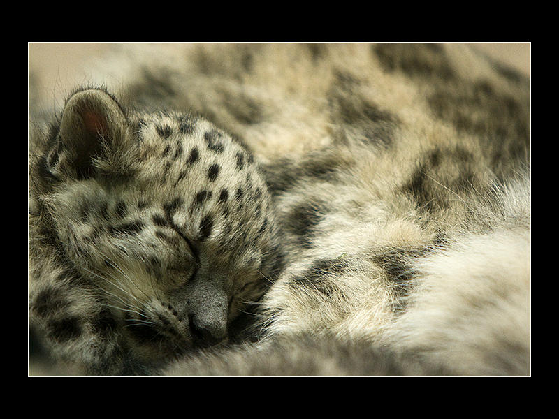 Sleeping Snow Leopard 2