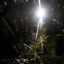 Fern Light Stock 2