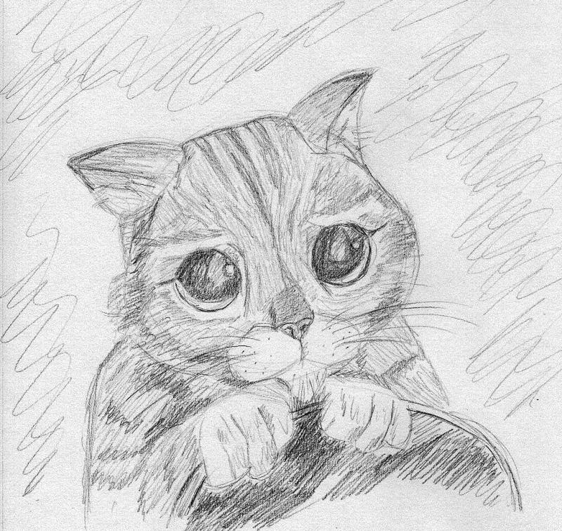 Сложные рисунки котик. Котик карандашом. Рисунки котов для срисовки. Рисунки котиков для срисовки карандашом. Кот для срисовки карандашом.