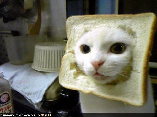 FUNNY BREAD CAT BRO