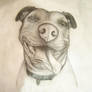 Pit Bull Portrait