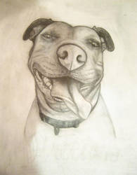 Pit Bull Portrait