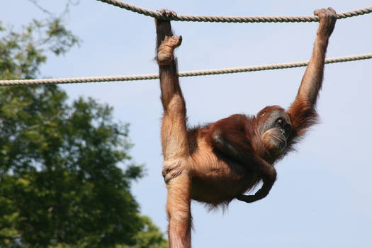 Rude Orangutan.