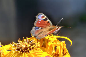 The European peacock on  Goldkolben