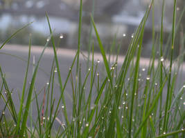 morning dew