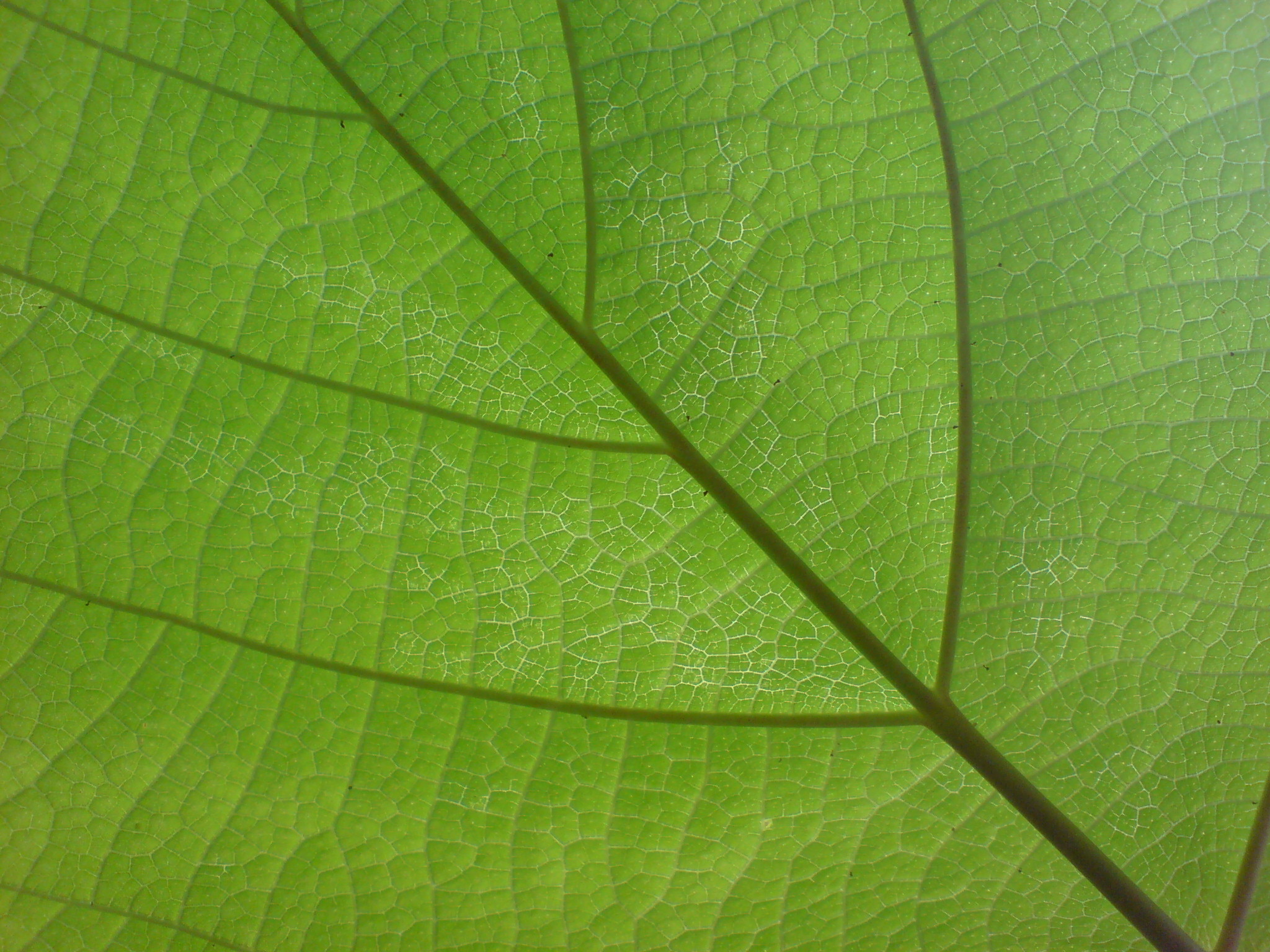 Leaf