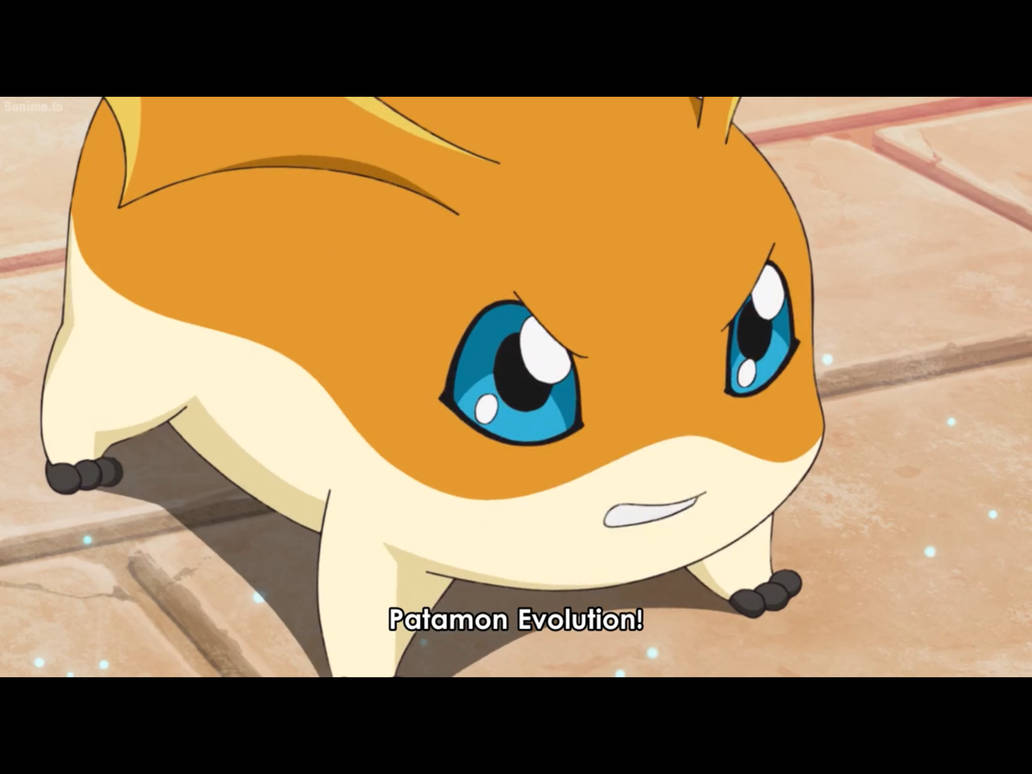 Patamon about to Digivolve by Tatsunokoisthebest on DeviantArt