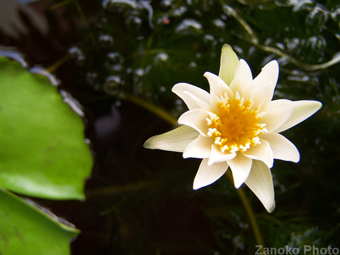 Water lily