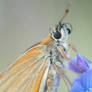 Butterfly On A Flower