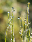 Morning's Drops by GertuSaariste