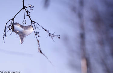 Iced heart