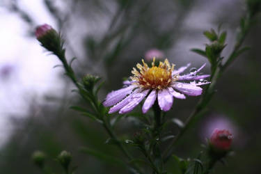 Autumn's flower