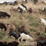 Cattle on the Steppe