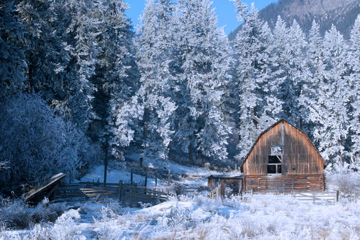 Hoar Frost in the Trees