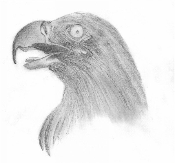 Eagle_Portrait