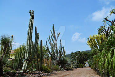 Desierto