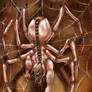 Arachnoid