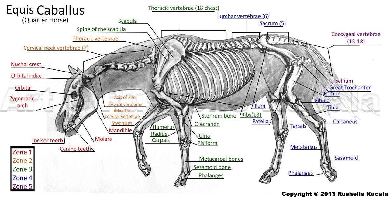 horse anatomy skeleton