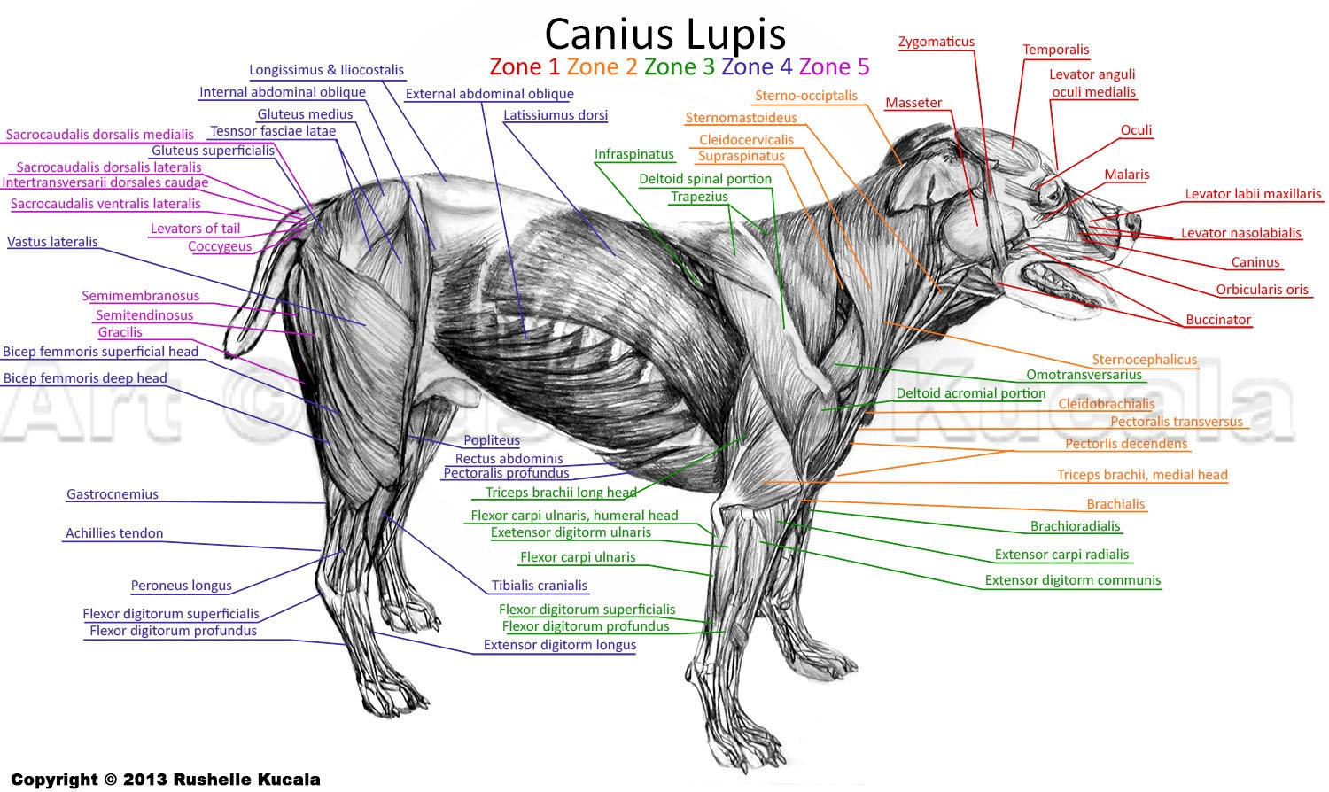 Dog Muscle Anatomy