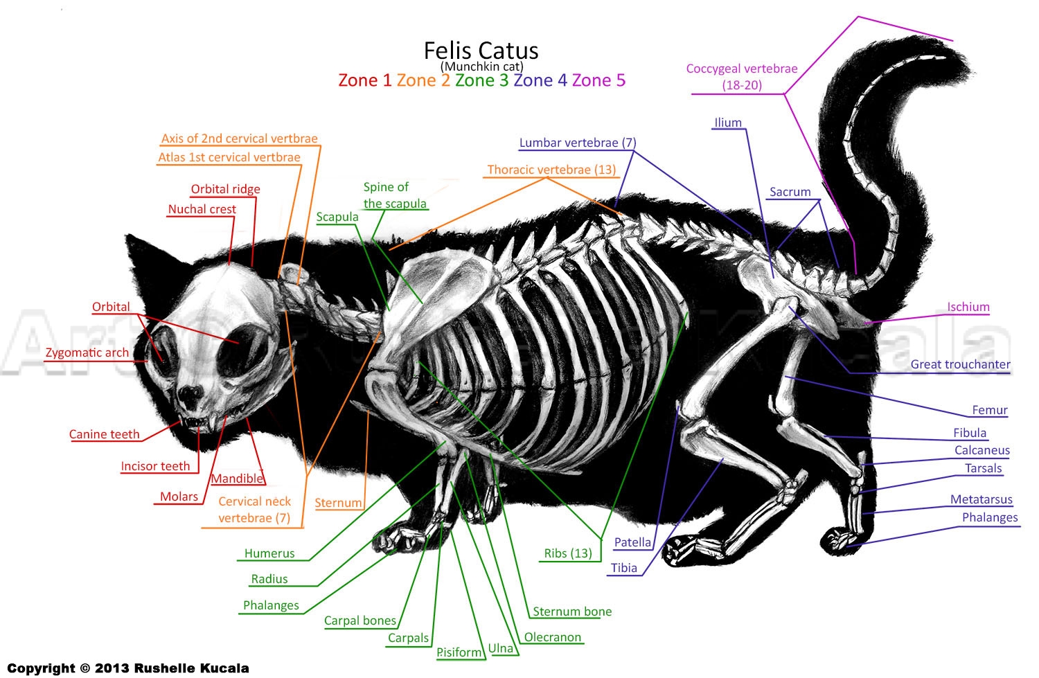 Munchkin Cat Skeleton Anatomy