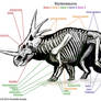 Styracosaurus Skeleton Study