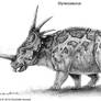 Styracosaurus Study