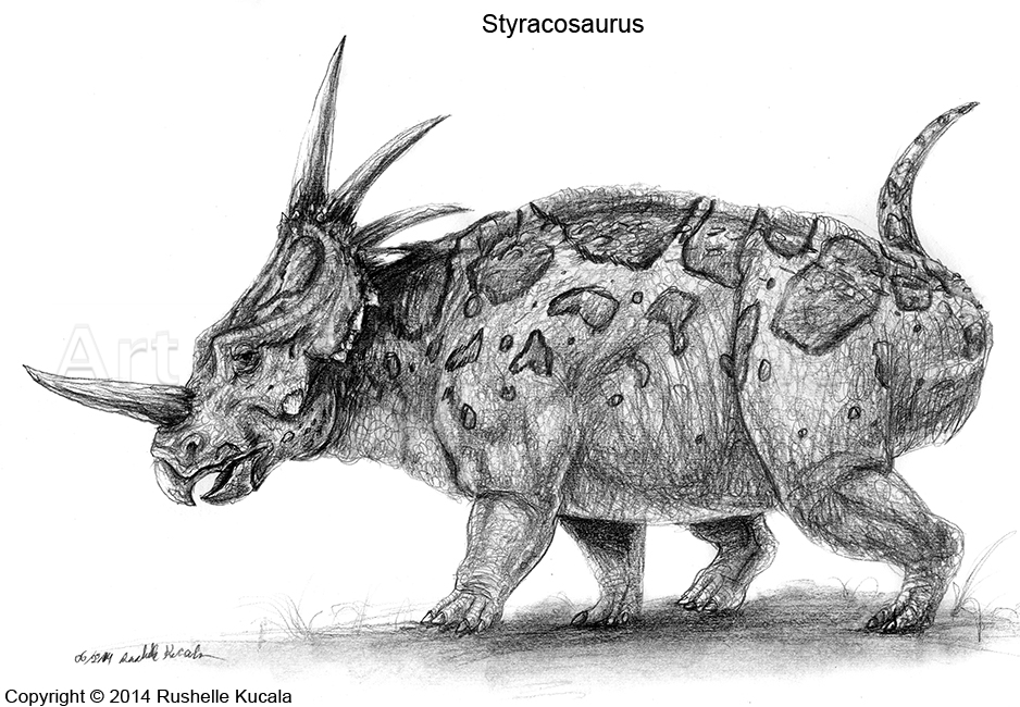 Styracosaurus Study