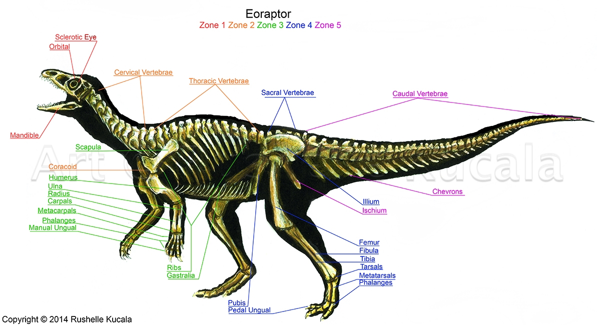 Eoraptor Skeleton Study