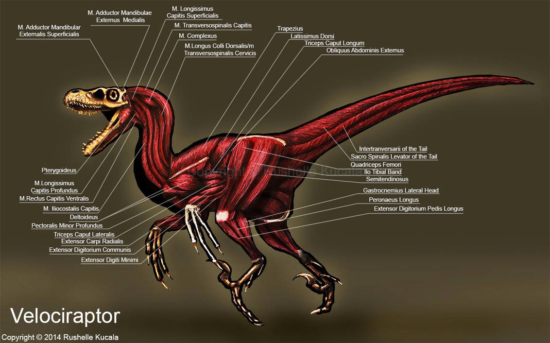 Anatomically Correct Raptor Velociraptor Muscle Study by TheDragonofDoom on DeviantArt