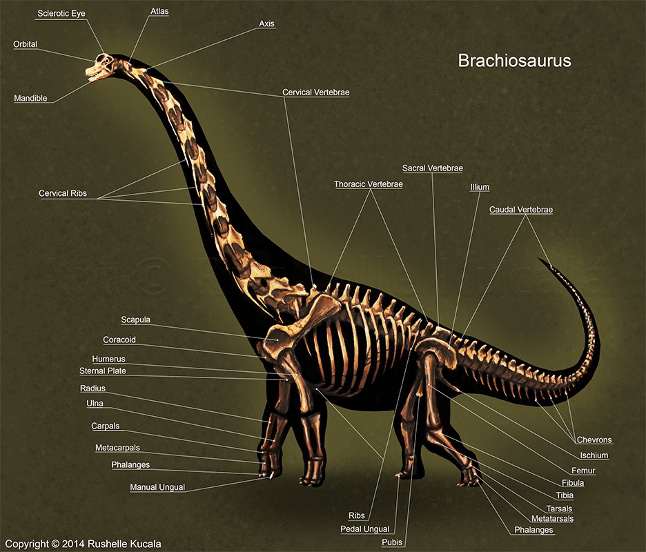 Brachiosaurus Skeleton Study