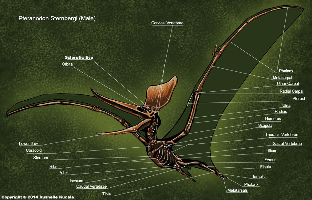 Male Pteranodon Sternbergi Skeleton