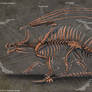 Western Dragon Skeleton Anatomy