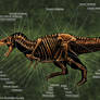 Tyrannosaurus Rex Skeleton Study