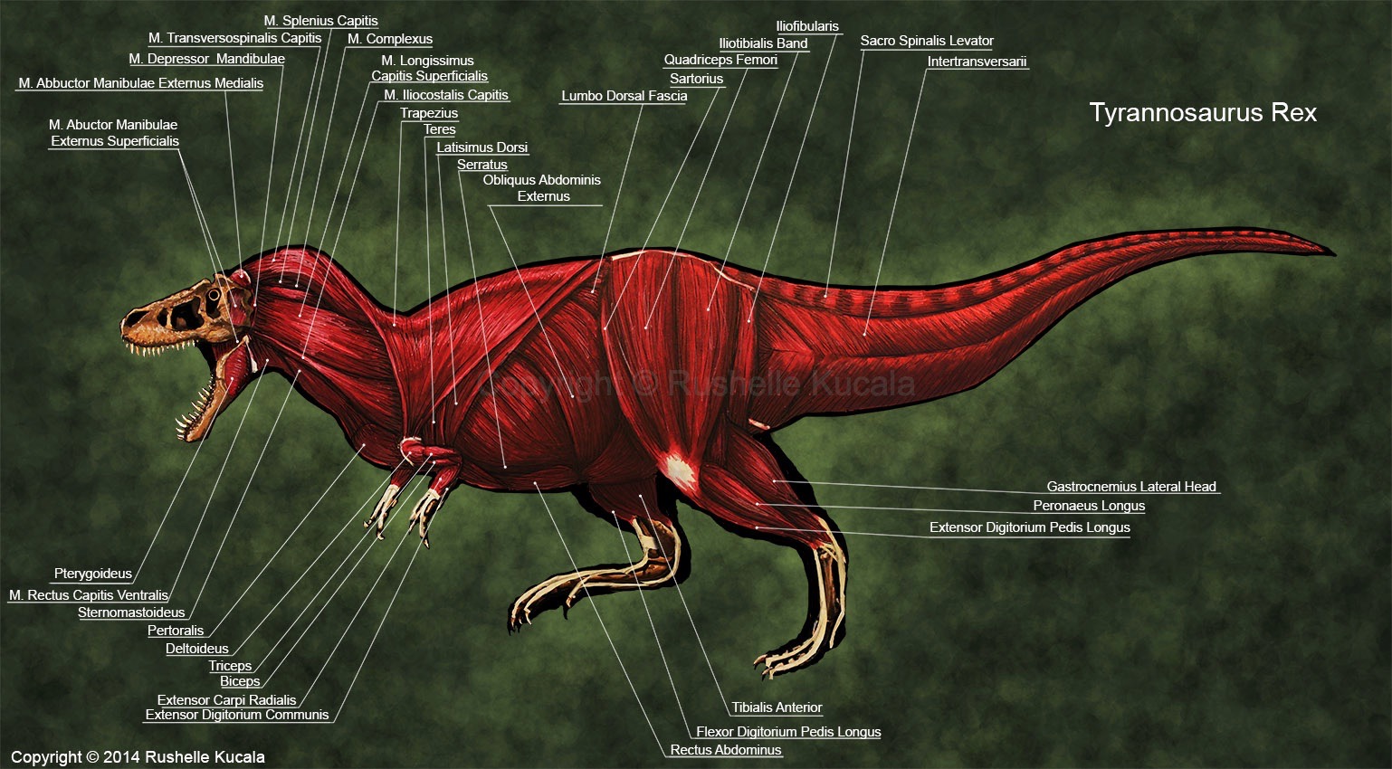 Tyrannosaurus Rex Muscle Study