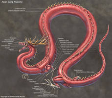 Asian Lung Muscle Anatomy