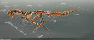 Carnotaurus Muscle Study by TheDragonofDoom on DeviantArt