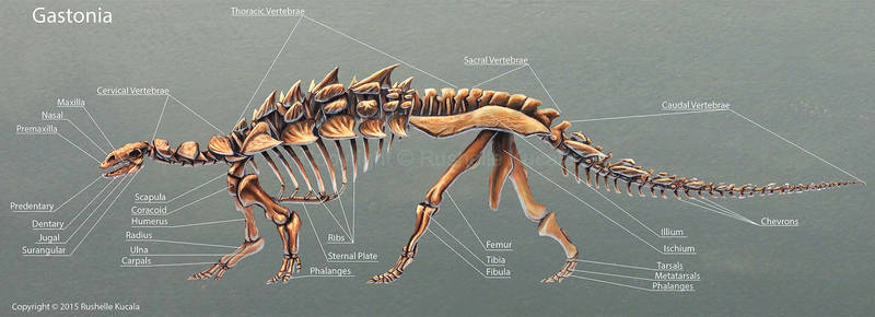 Gastonia Burgei Skeletal Study